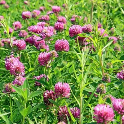 Red Sprouting Clover Cover Crop