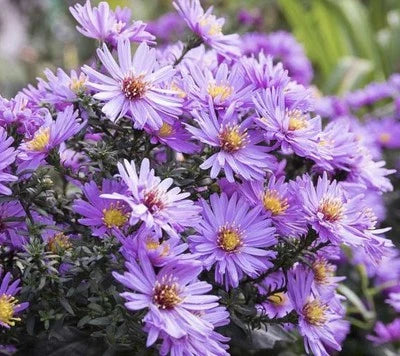 New England Aster Aster Novae Angliae Perennial Usa