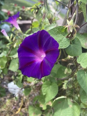 Purple Morning Glory