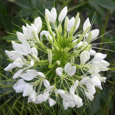 White Queen Cleome