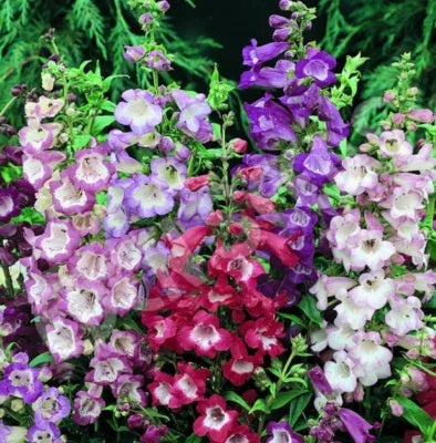 Red Penstemon Sensation Mix Perennial Beardtongue Hummingbirds