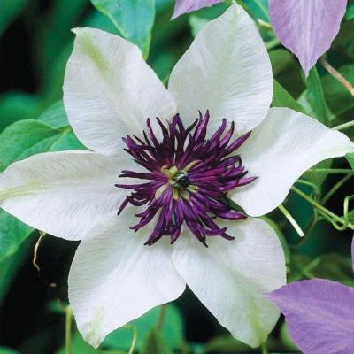 White Purple Clematis