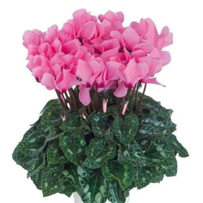 Cyclamen