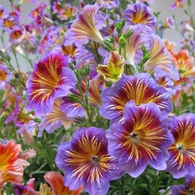 Chilean Morning Glory
