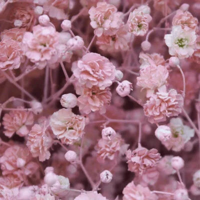 Pink Babys Breath