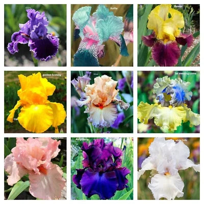 Mixed Color Rare Iris Flower