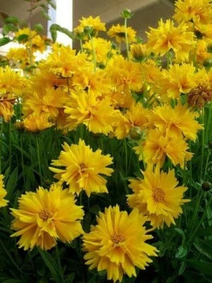 Sunray Perennial Coreopsis Grandiflora Floriferous Mg