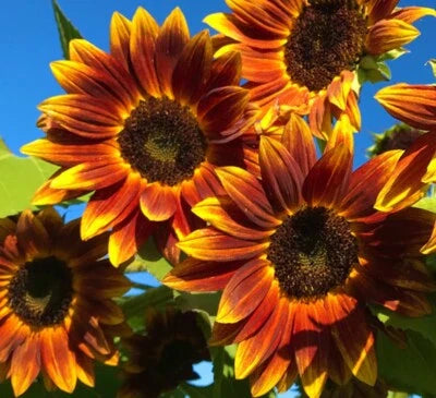 Earthwalker Sunflower