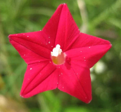 Cardinal Climber Hummingbird Vine Rare Flower Blooms Usa