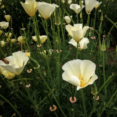 White Linen Calinia Poppy