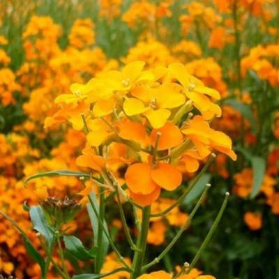 Orange Wallflower Siberian Biennial