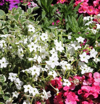 White Tobacco Jasmine Nicotiana Alata Fragrant Night Blooms Non Gmo