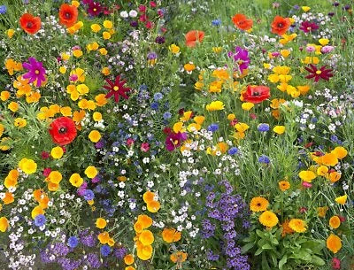 Hummingbird And Butterfly Wildflower Mix Stunning Species