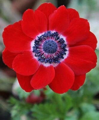 Red Anemone Poppy Hollandia