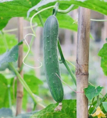 Fresh Harvest Tendergreen Burpless Cucumber