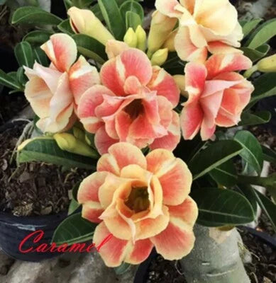 Orange Yellow Caramel Desert Rose