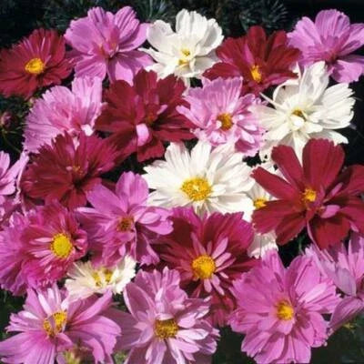 Cosmos Psyche Mix Beautiful Frilly Double Petals High Non Gmo
