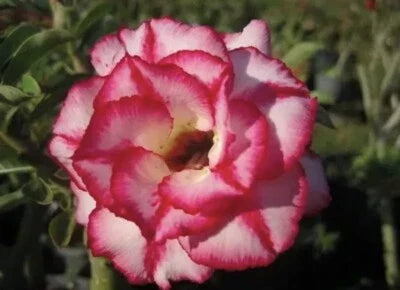 Red White Aura Star Desert Rose