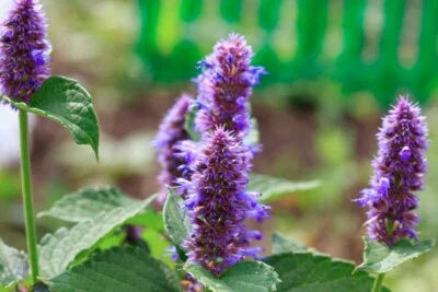 Anise Hyssop Sale Non Gmo