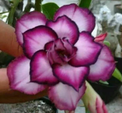 White Purple New Desert Rose