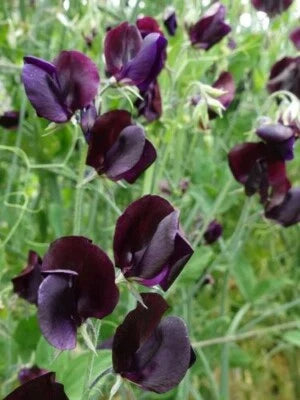 Lathyrus Odoratus Midnight Beaujolas