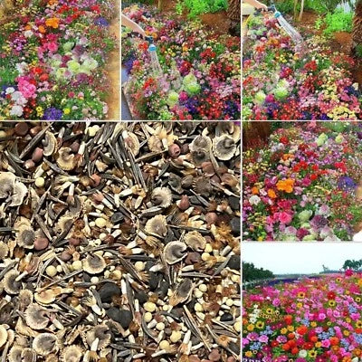 Seasonal Enchantment Garden Mixed Perennial Flower