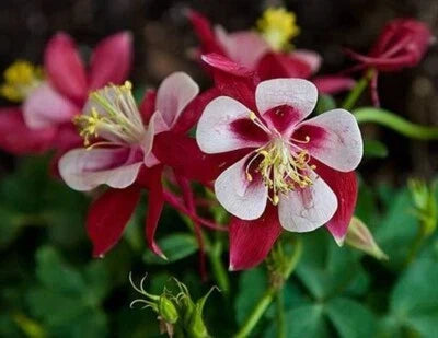 Columbines Aquilegias Star Features Clear Bright Crimson Colored Garden