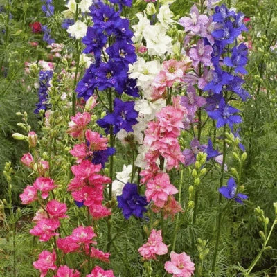 Larkspur Fresh This Year