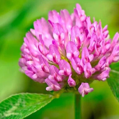 Red Medium Clover Cover Crop