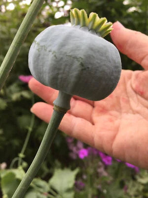 Fresh Giganteum Poppy