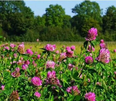 Red Mammoth Clover