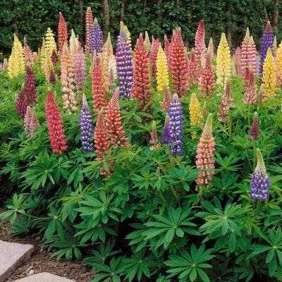 Russell Lupine Perennial Flower