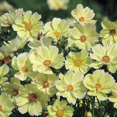 Yellow Cosmos Sunset Great Cut Flowers Containers Non Gmo