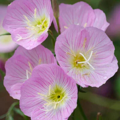 Showy Evening Primrose