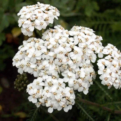 White Yarrow