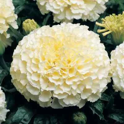 Moonlight Marigold