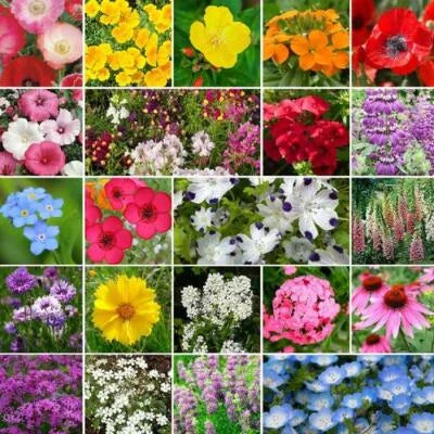Wildflower Mix Partial Shade