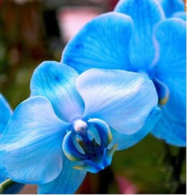 Blue Orchid Rare Flower Bloom Garden Exotic House Plant Usa Seller
