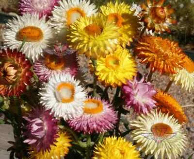 Dwarf Strawflower Mix