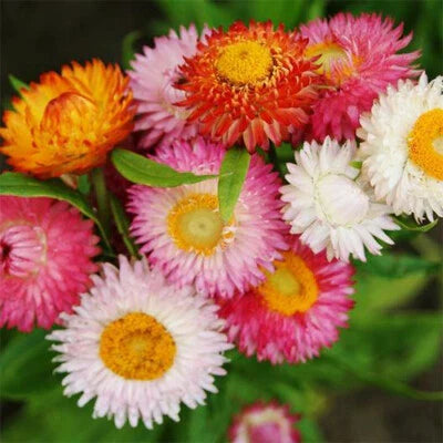 Swiss Giant Mix Strawflower