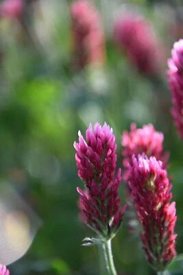 Crimson Clover Cover Crop