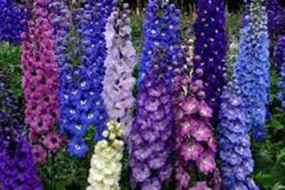 Delphinium Giant Imperial Mix Striking Mixed Colors