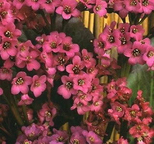 Bergenia Cordifolia Winterglut Winter Glow