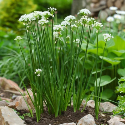 Chives