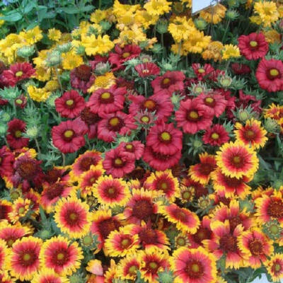 Blanket Flower Single Mix Gaillardia Perennial Butterflies Usa Non Gmo
