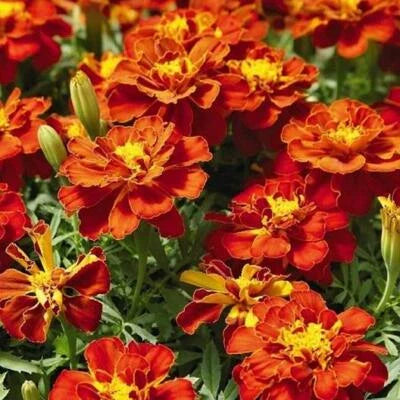 Red French Marigold Cherry Beneficial In Vegetable Gardens Non Gmo