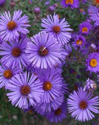 Purple New England Aster Perennial