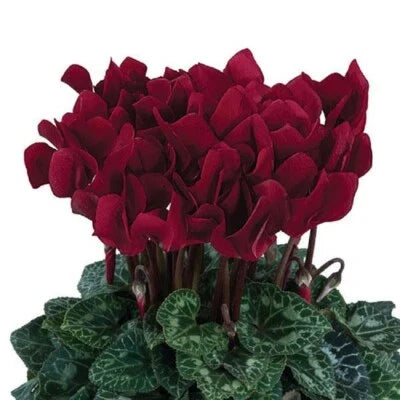 Cyclamen