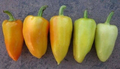Green White Peppers Antohis Capsicum Annuums