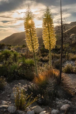 Our Lords Candle Chaparral Whipplei Yucca